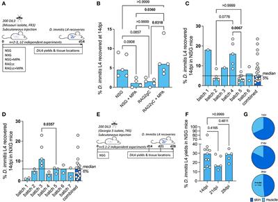 Dirofilariasis mouse models for heartworm preclinical research